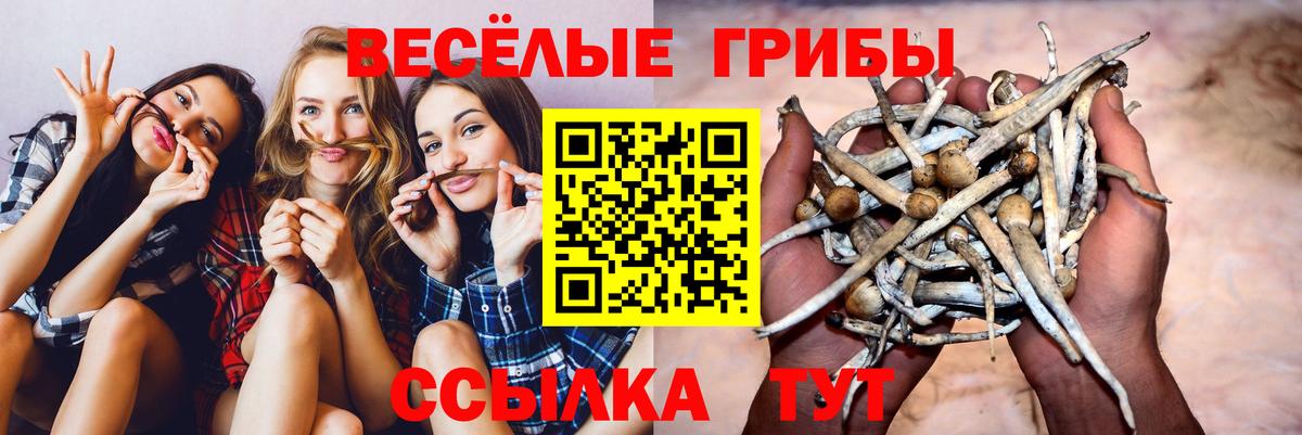 Псилоцибиновые грибы Psilocybe  Псилоцибиновые грибы прущие грибы  Людиново  Вход с VPN 